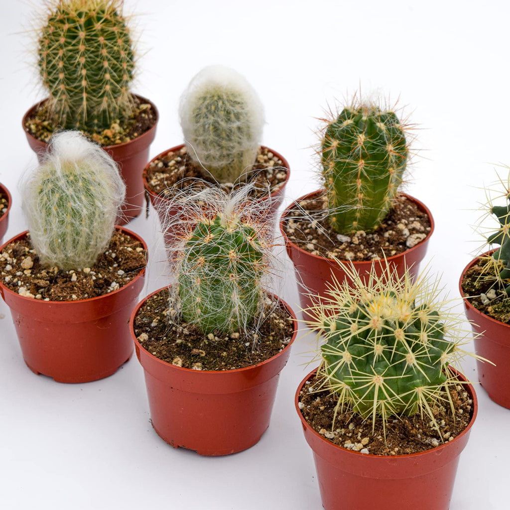 Cactus assorted - 4"