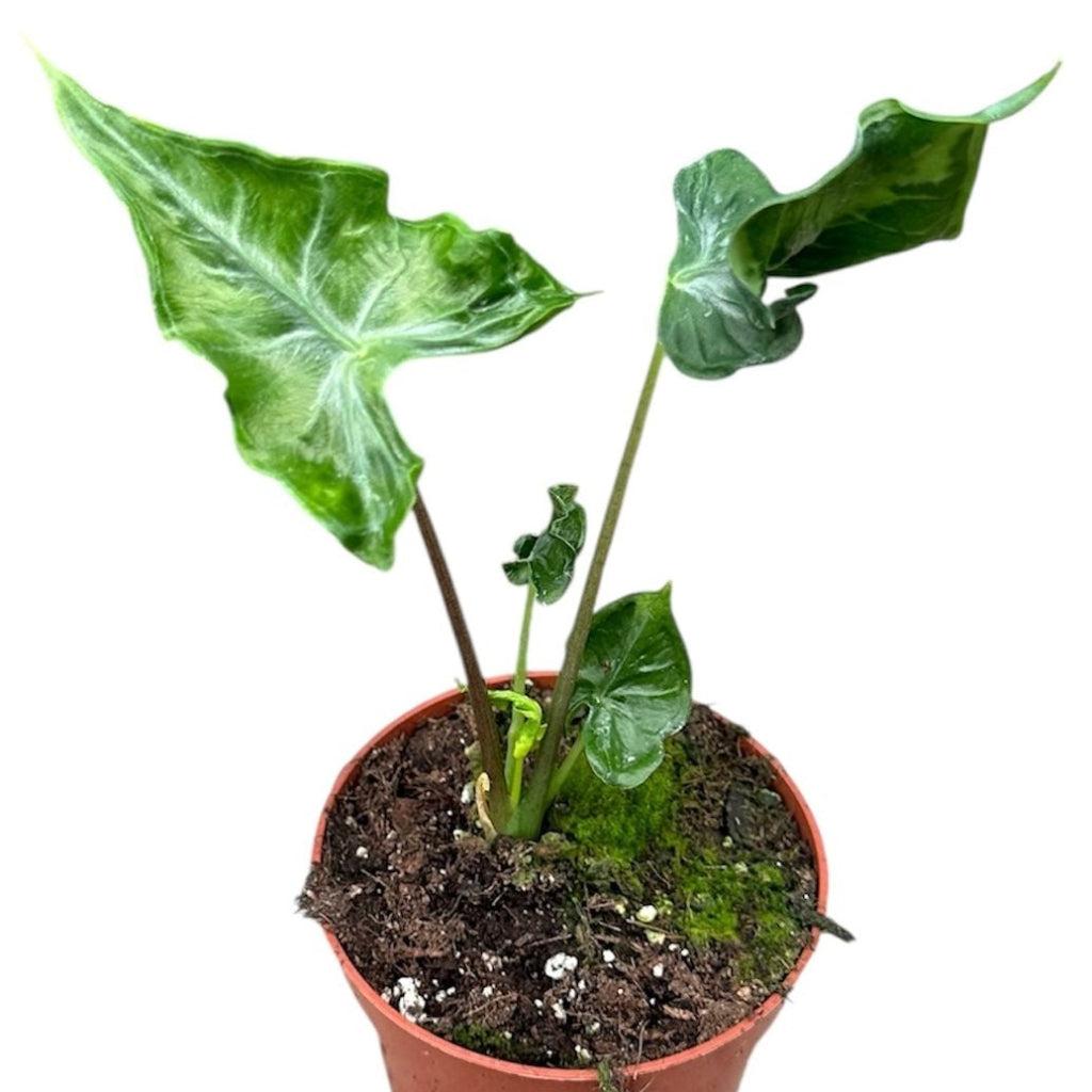 Alocasia portei 'Teletubbie' - 4"
