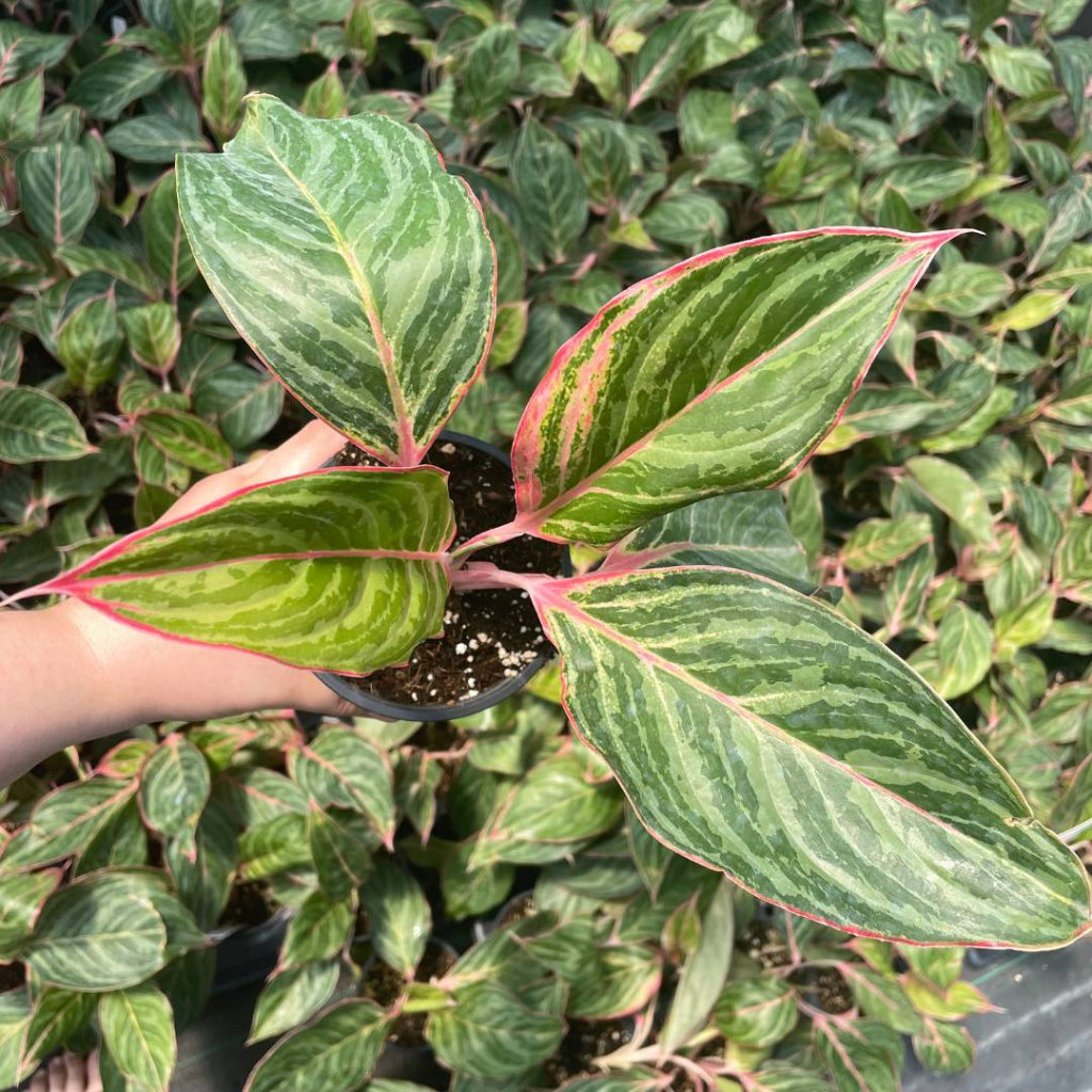 Aglaonema 'Moonstone Miles - 6"