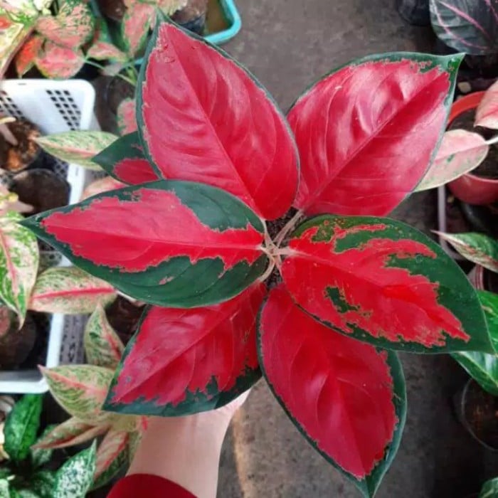 Aglaonema 'Suksom Jaipong' - 2"