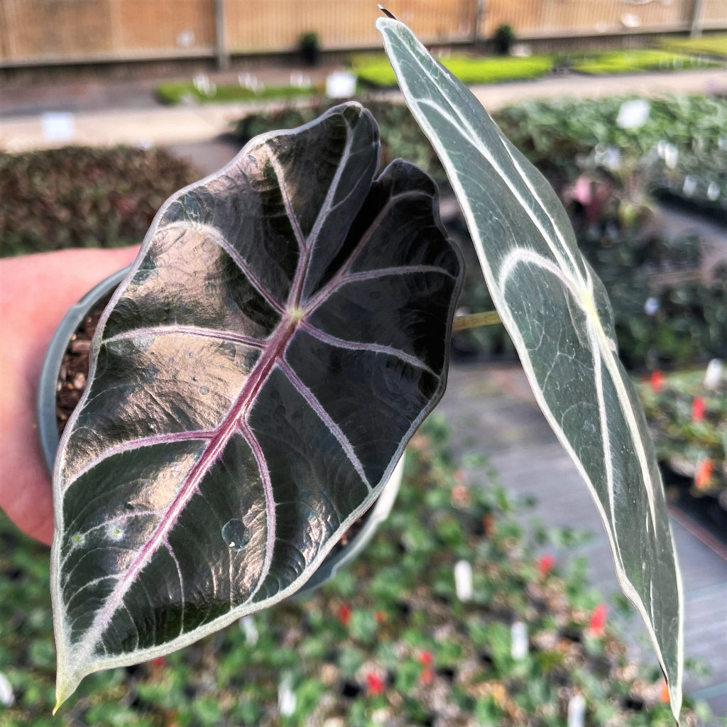 Alocasia longiloba 'Watsoniana Red Vein' - 2"