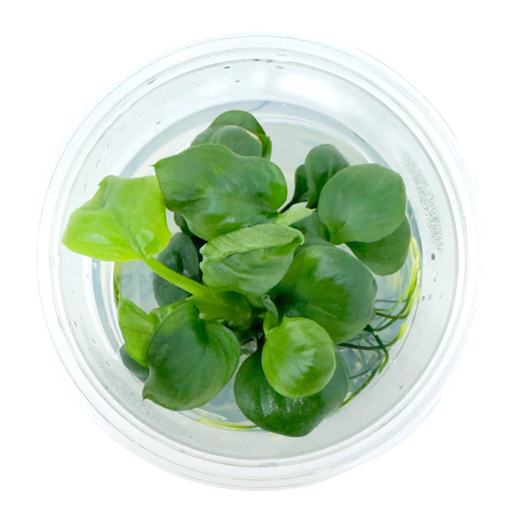 Anubias Gold Coin