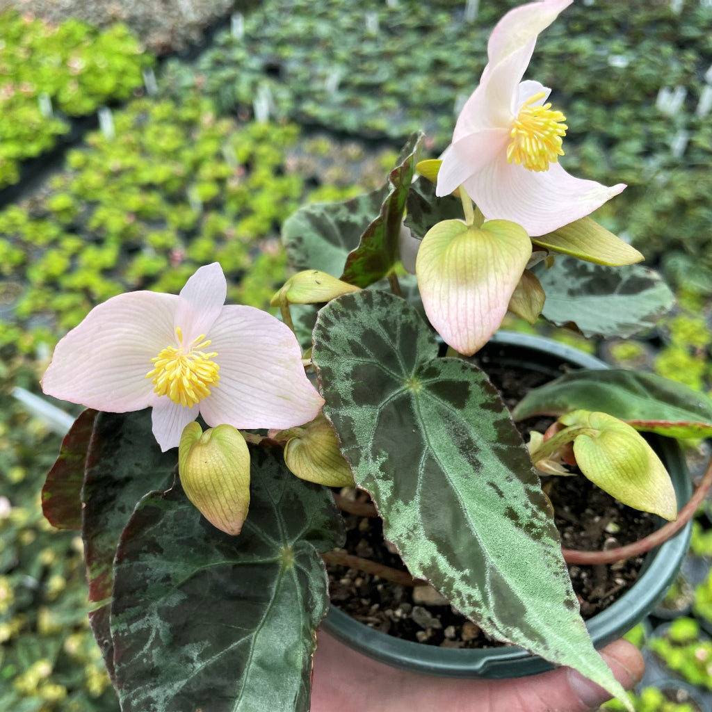 Begonia burkillii - 4"