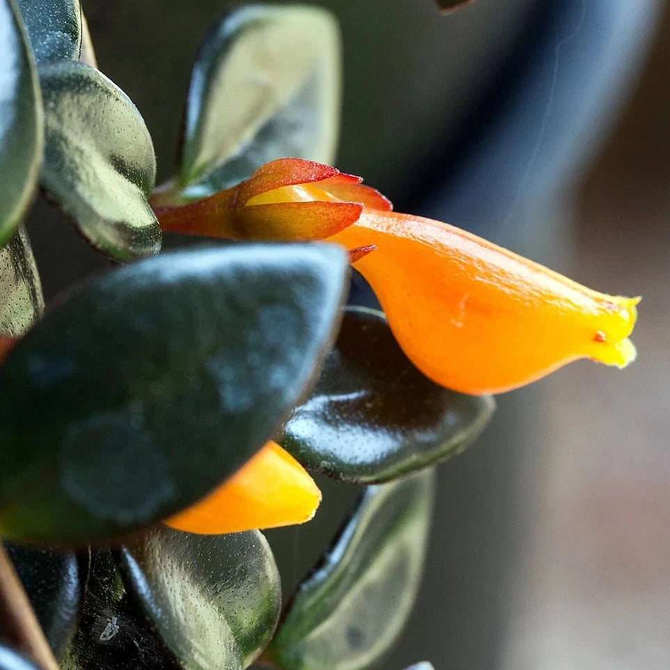 Nematanthus greg. 'Black Gold' - 4"