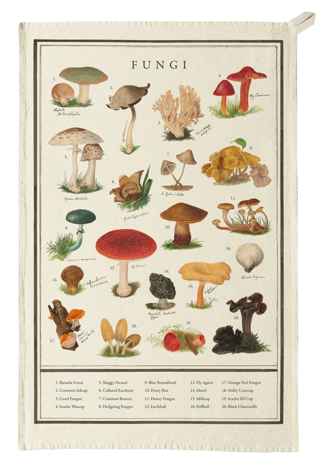 Tea Towel - Fungi