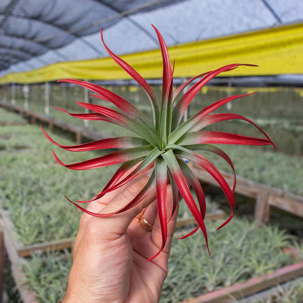 Capitata Guz Red - (5-6") enhanced