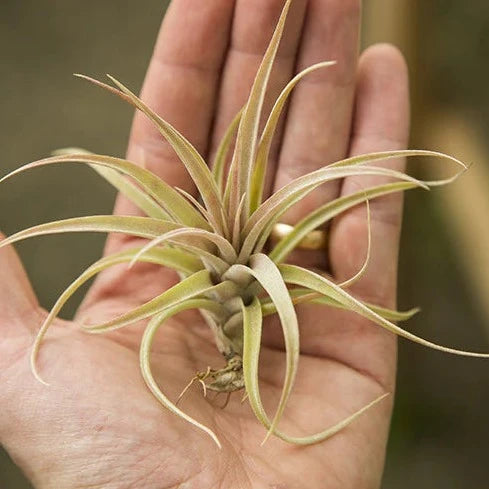 Capitata Peach (4-5")