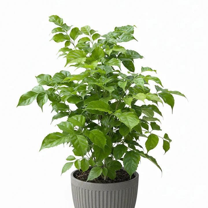 Radermachera sinica - 2"