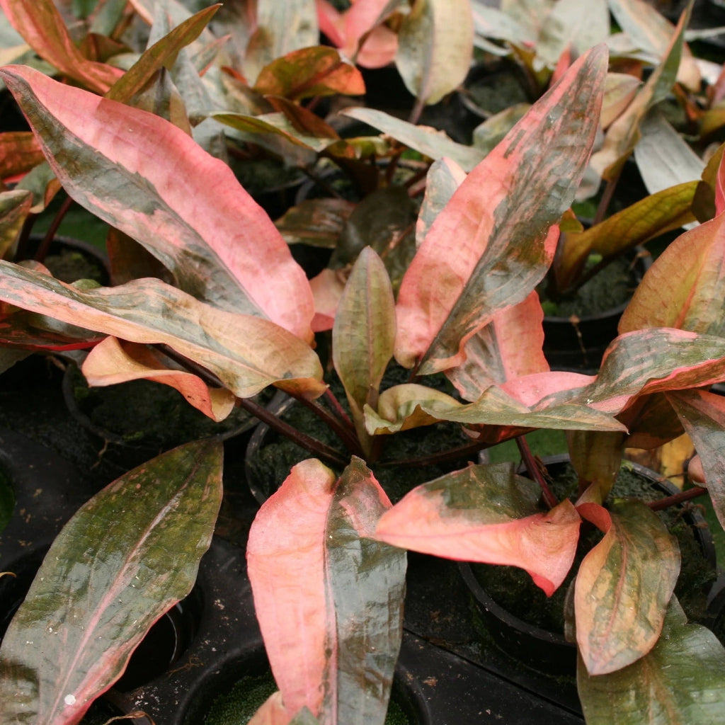 Cryptocoryne wendtii 'Florida Sunset - 2"