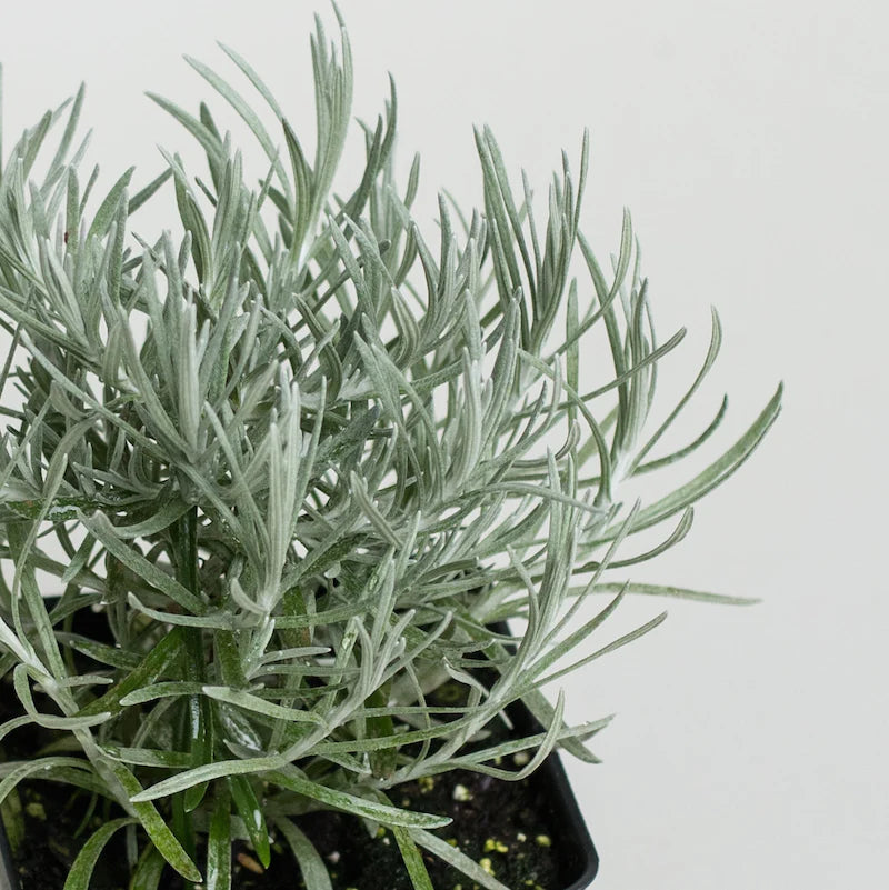 Helichrysum italicum - 4"