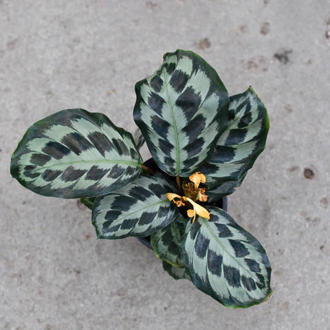 Calathea Helen Kennedy - 4"