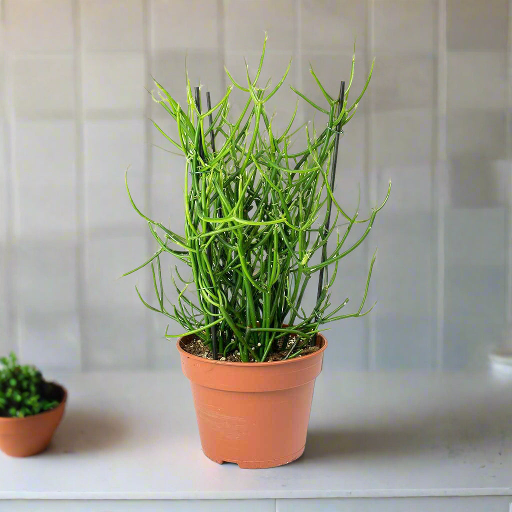 Euphorbia tirucalli Firesticks - 6"