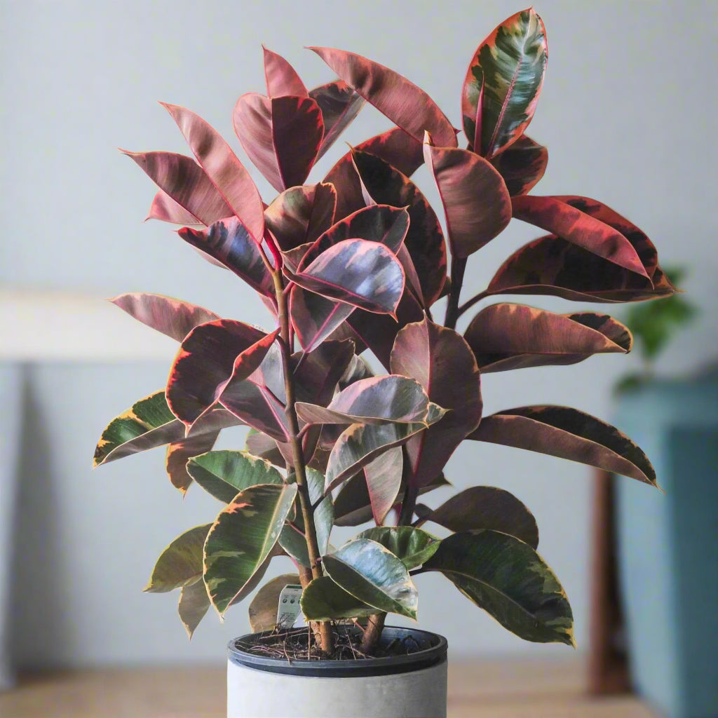 Ficus elastica 'Ruby' - 10"