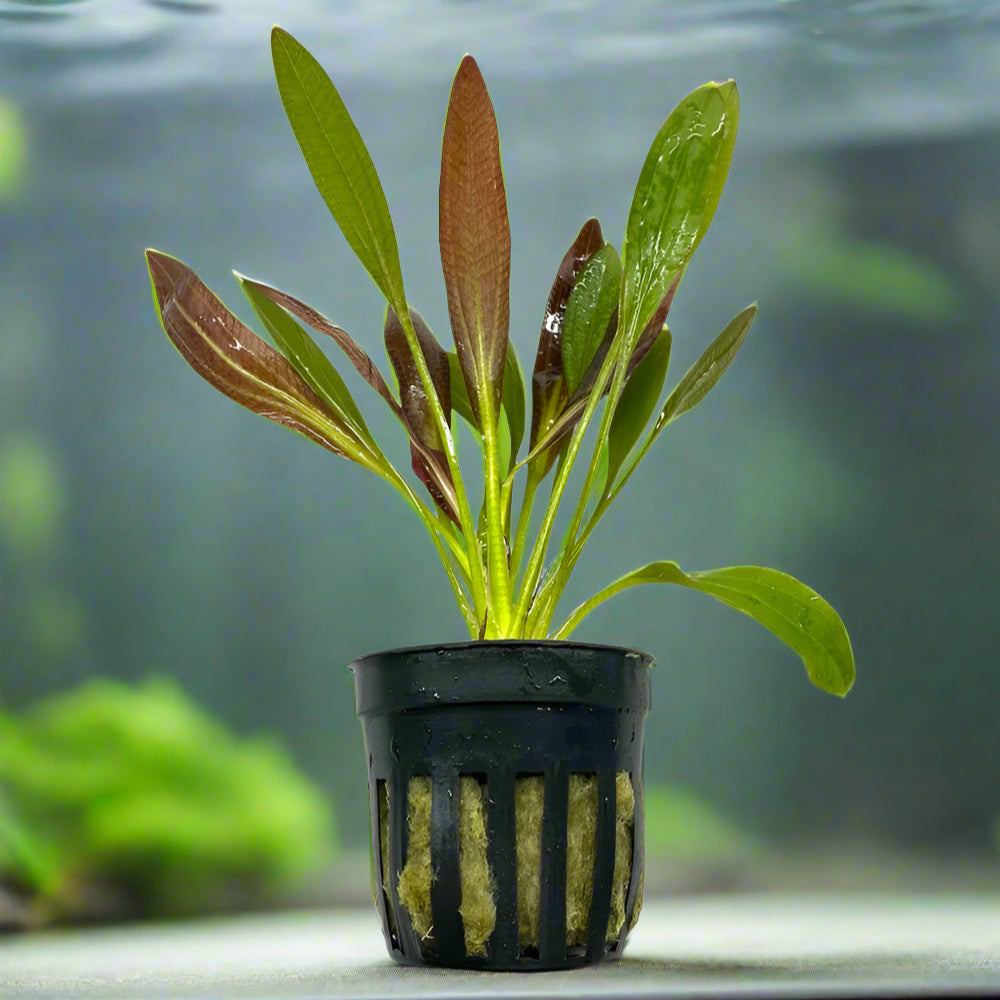 Red melon sword - 2"