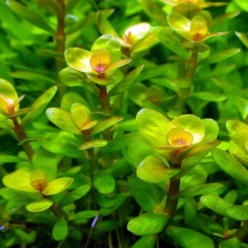 Rotala indica - bunch