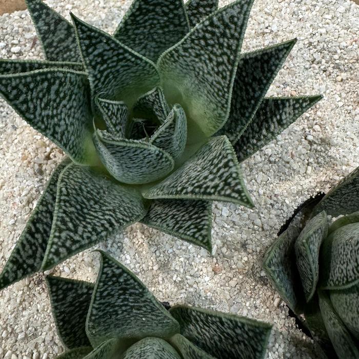 Gasteria 'Robin' - 4"