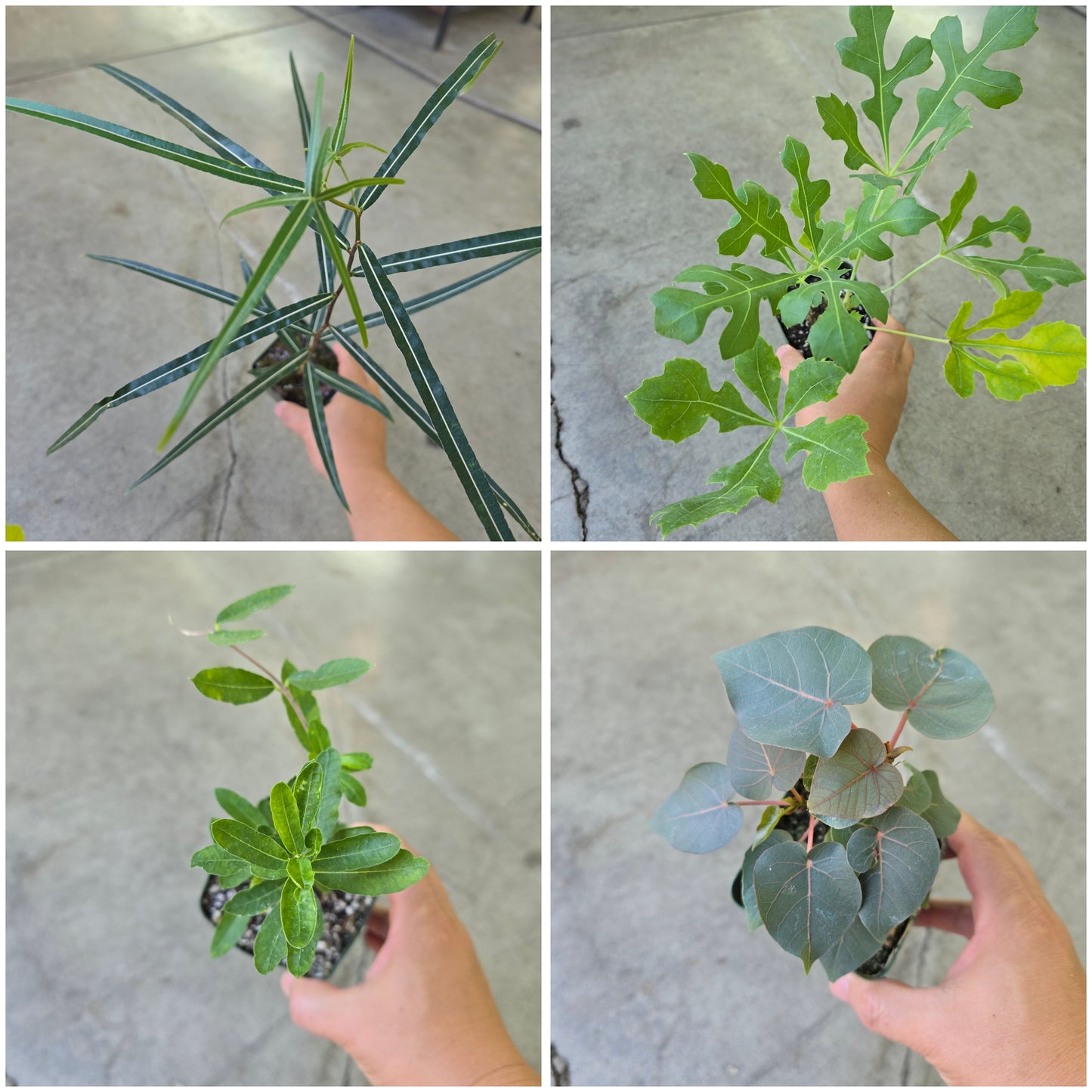 Caudex - Assorted (4")