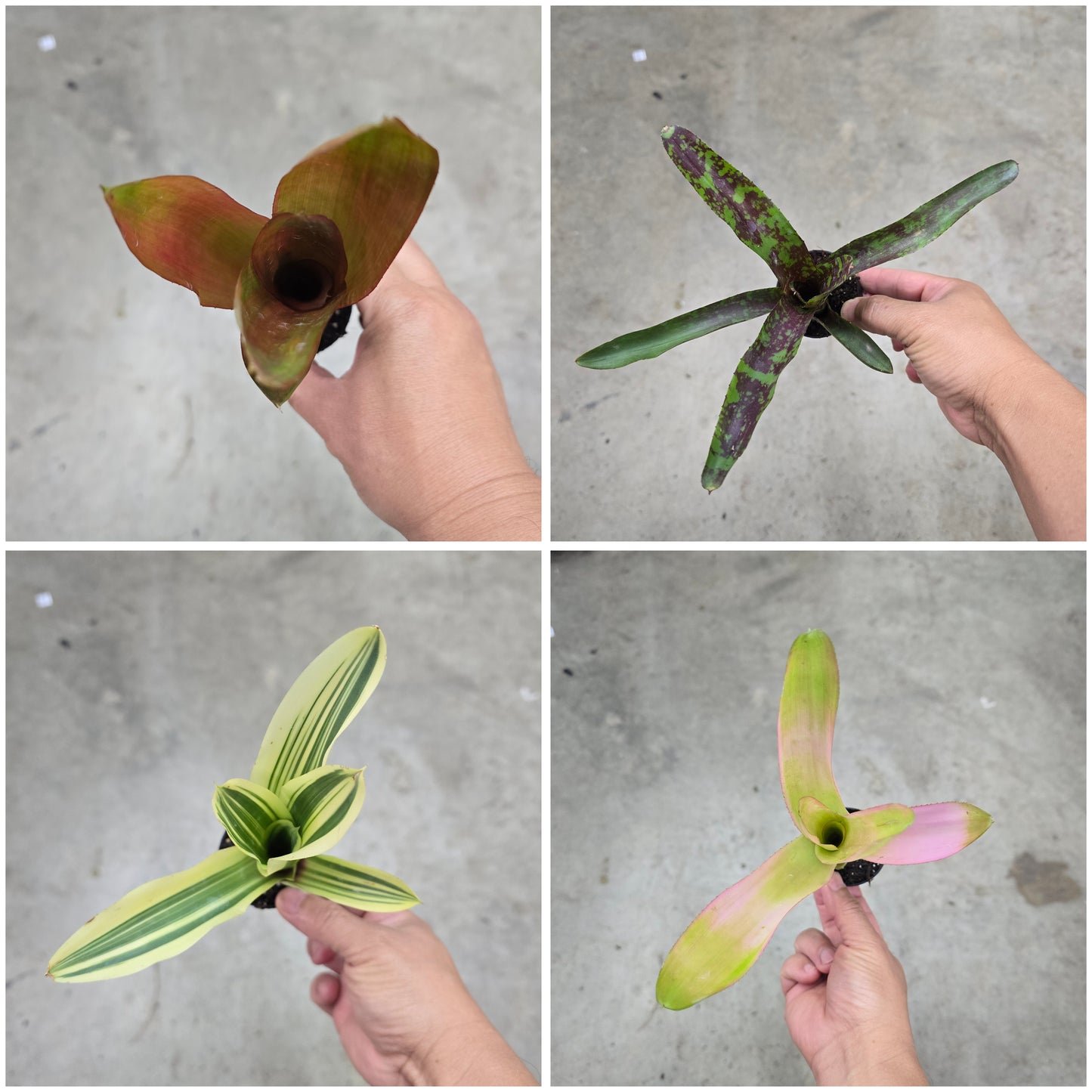 Bromeliads - assorted (2")