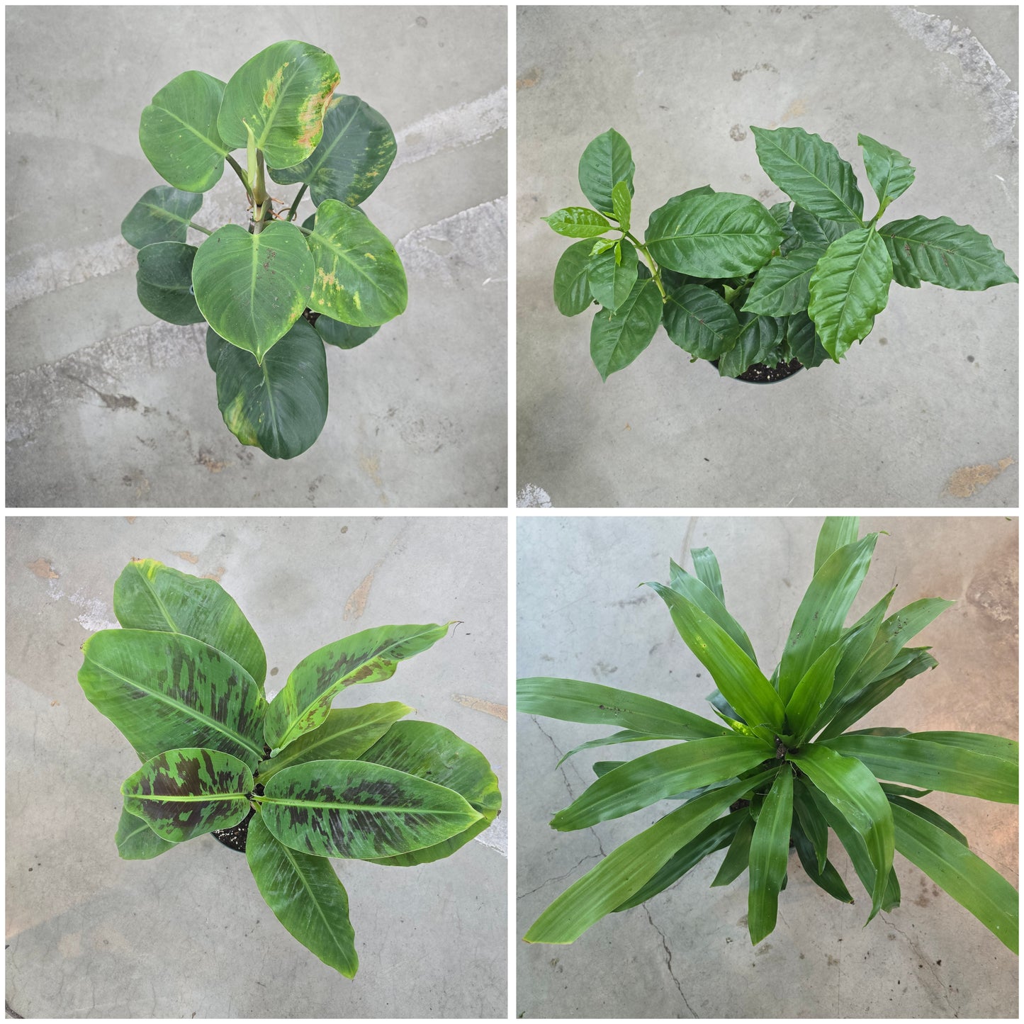 Tropicals - assorted 8"
