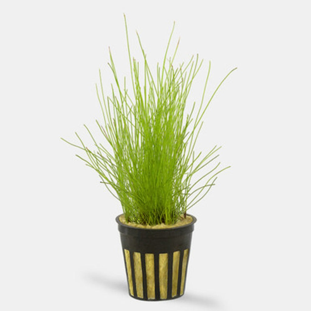 Dwarf Hairgrass -2
