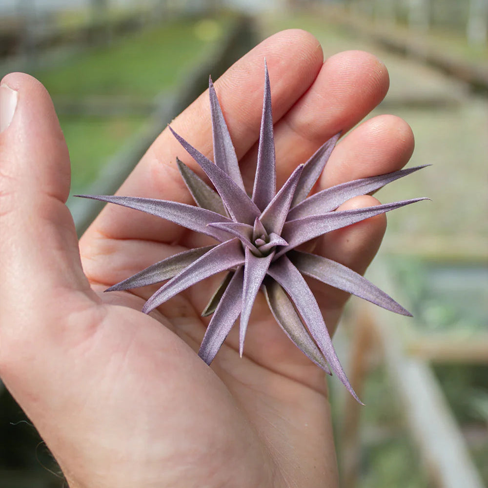 Harrisii purple (2-3") enhanced