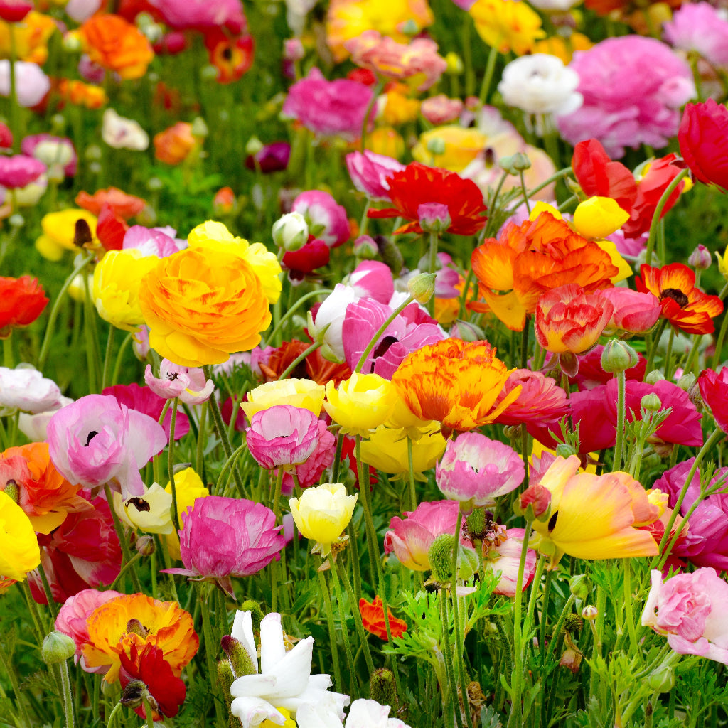 Ranunculus - 4" (assorted)