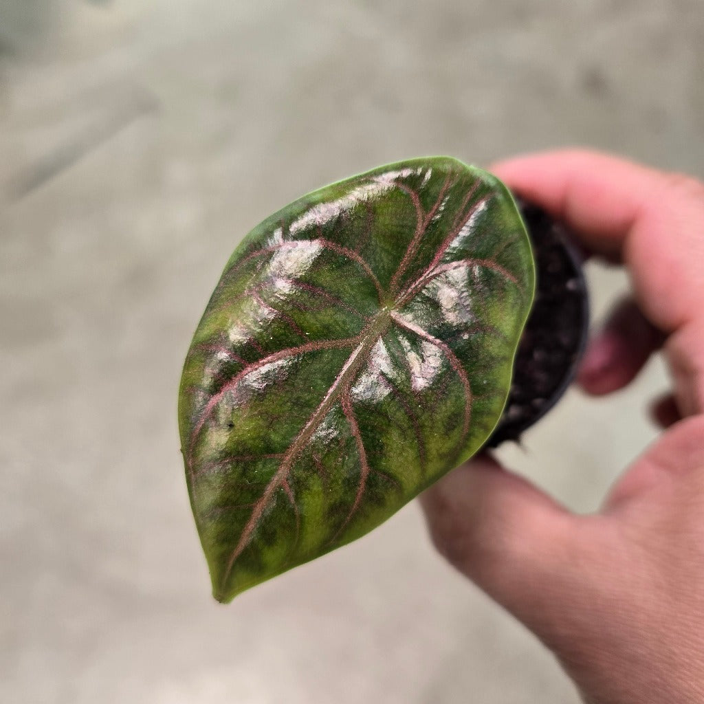 Alocasia azlanii - 2"