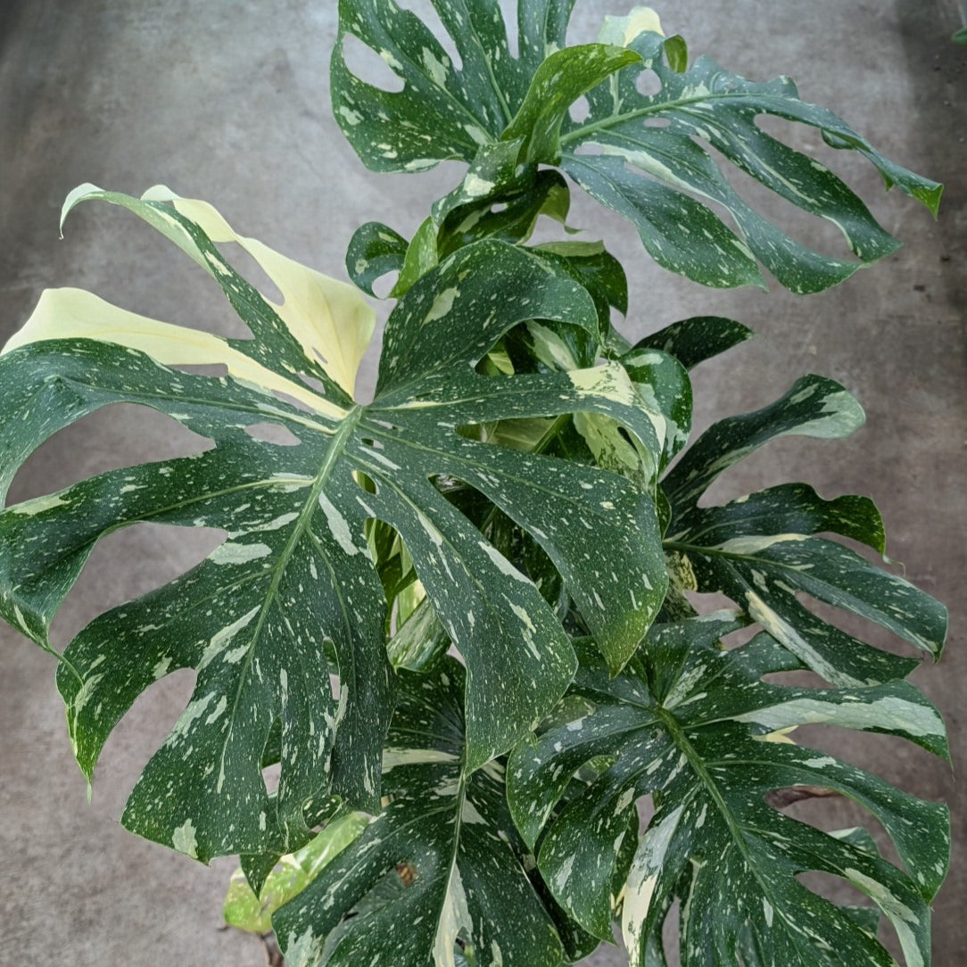 Monstera deliciosa 'Thai Constellation' - 12"