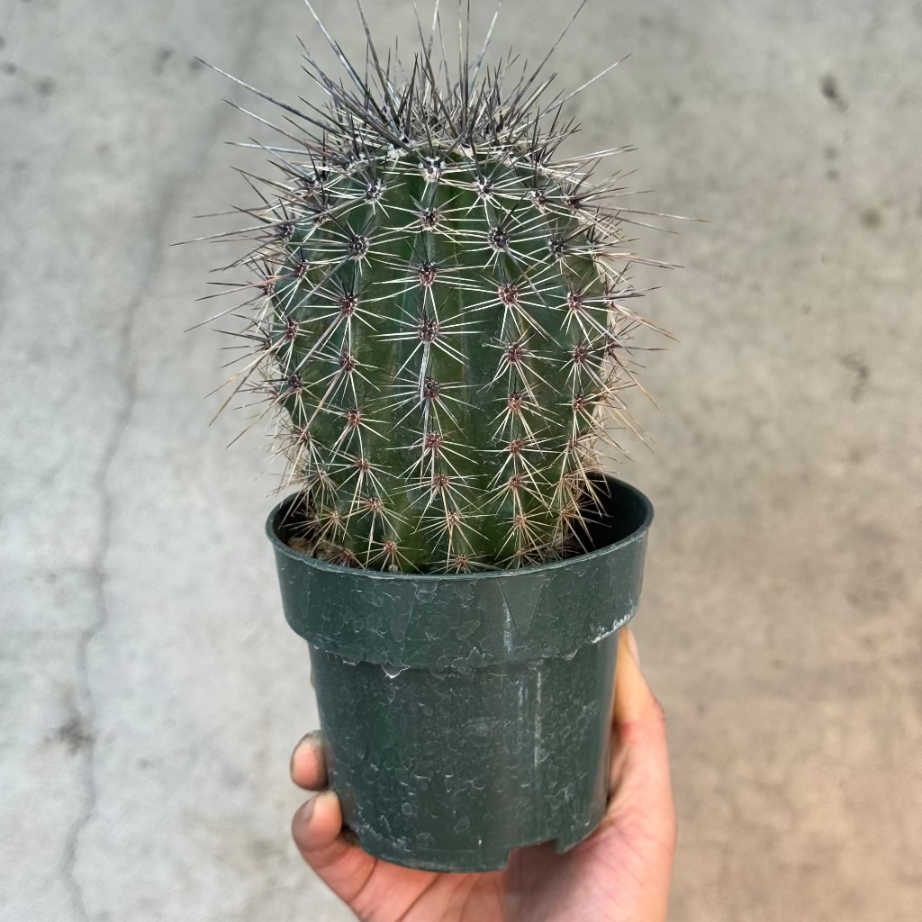 Saguaro cactus - 4"