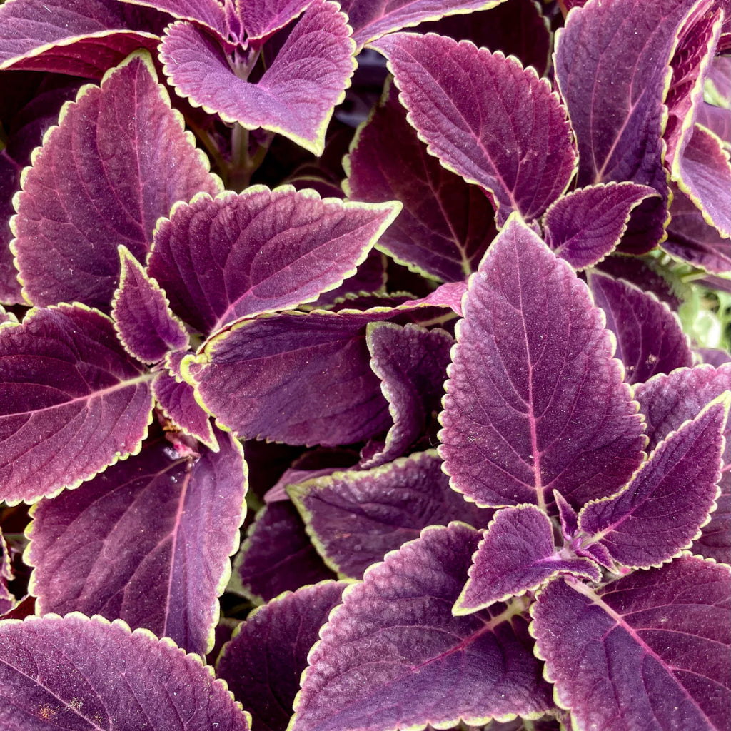 Annuals - Coleus