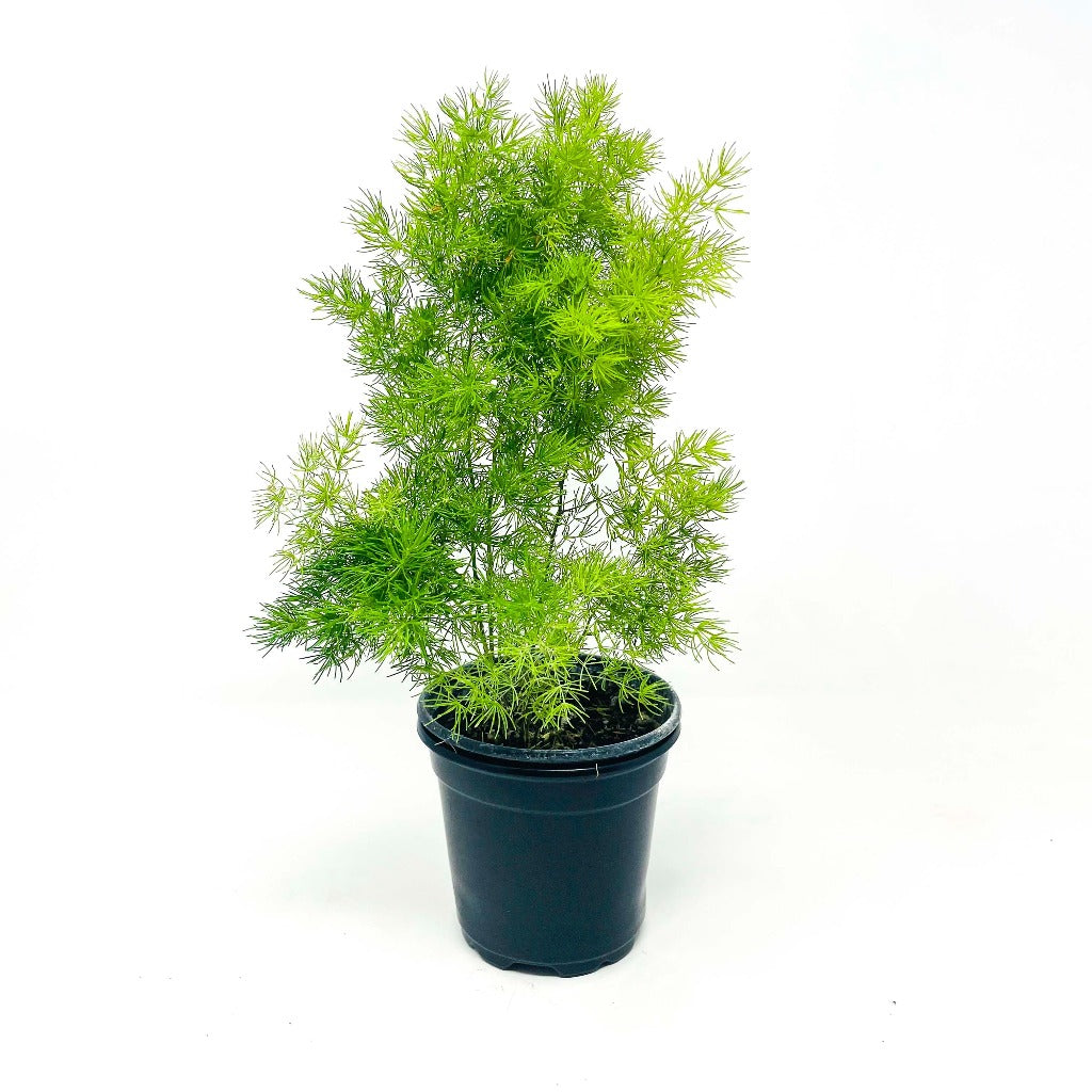 Asparagus macowanii - 6"