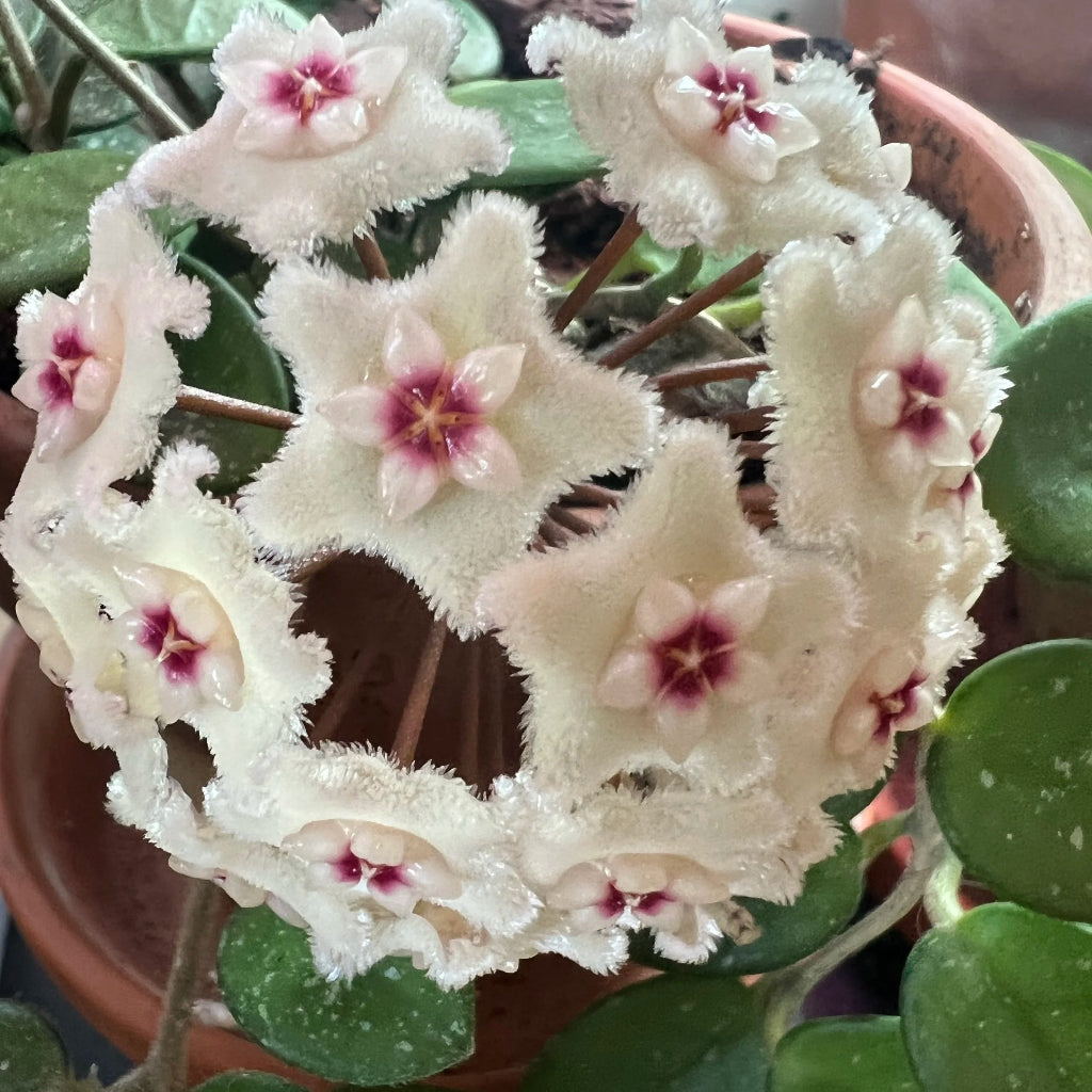 Hoya 'Mathilde - 4"