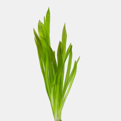 Jungle Vallisneria - bunch