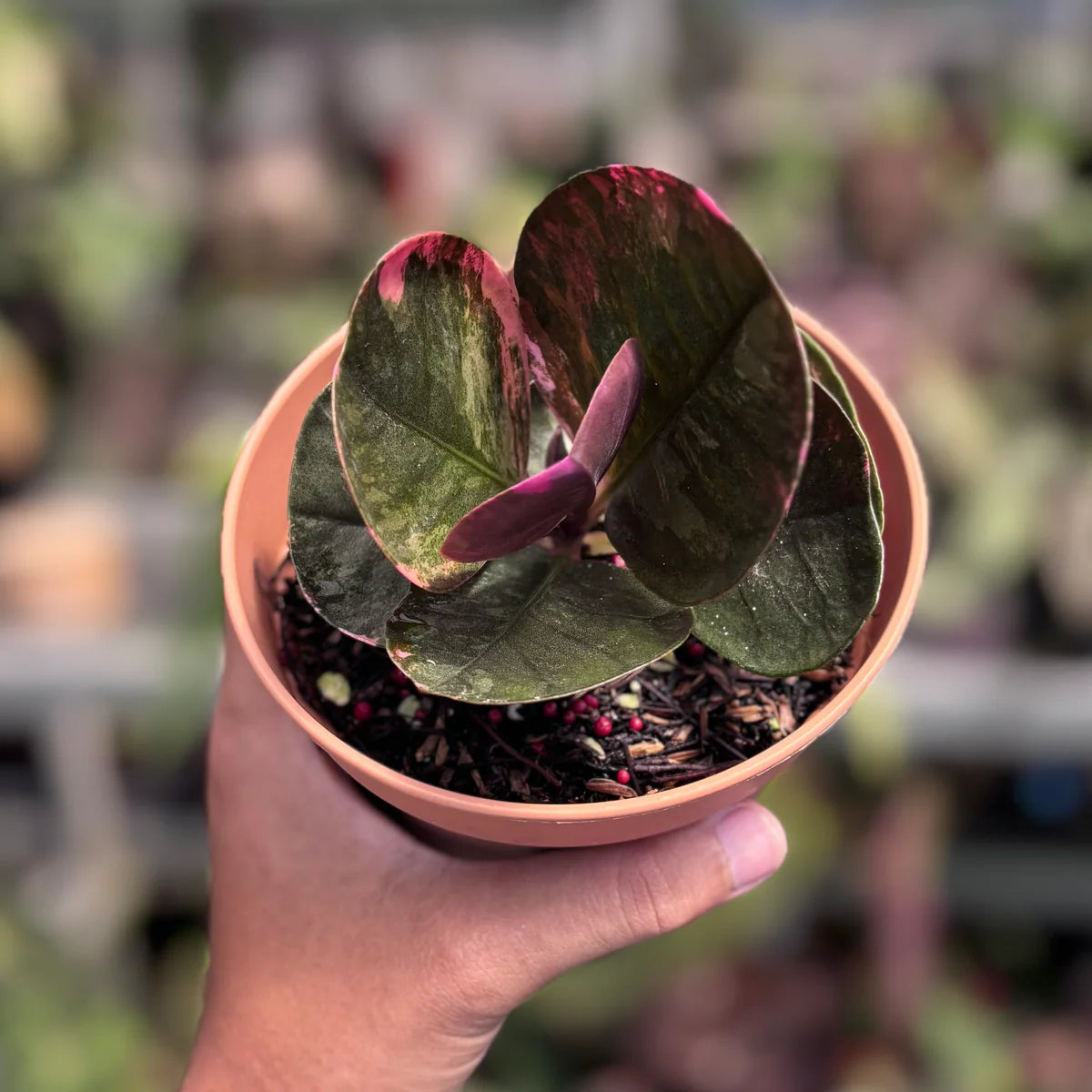 Labisia 'Bahorok' - 4"