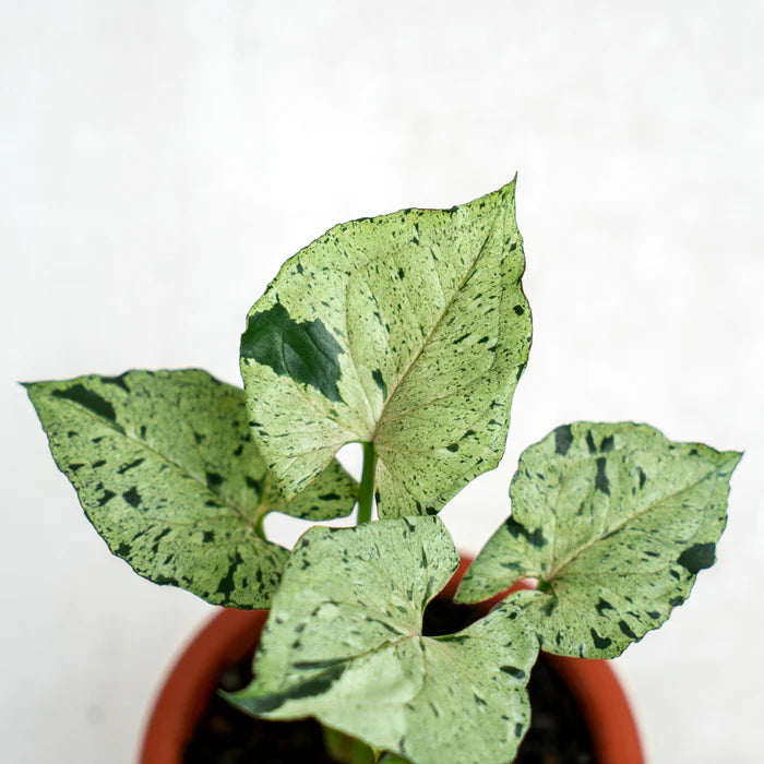 Syngonium podophyllum 'Green Splash' - 4"
