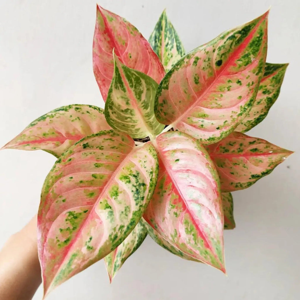 Aglaonema 'Light of Diamond' - 4"