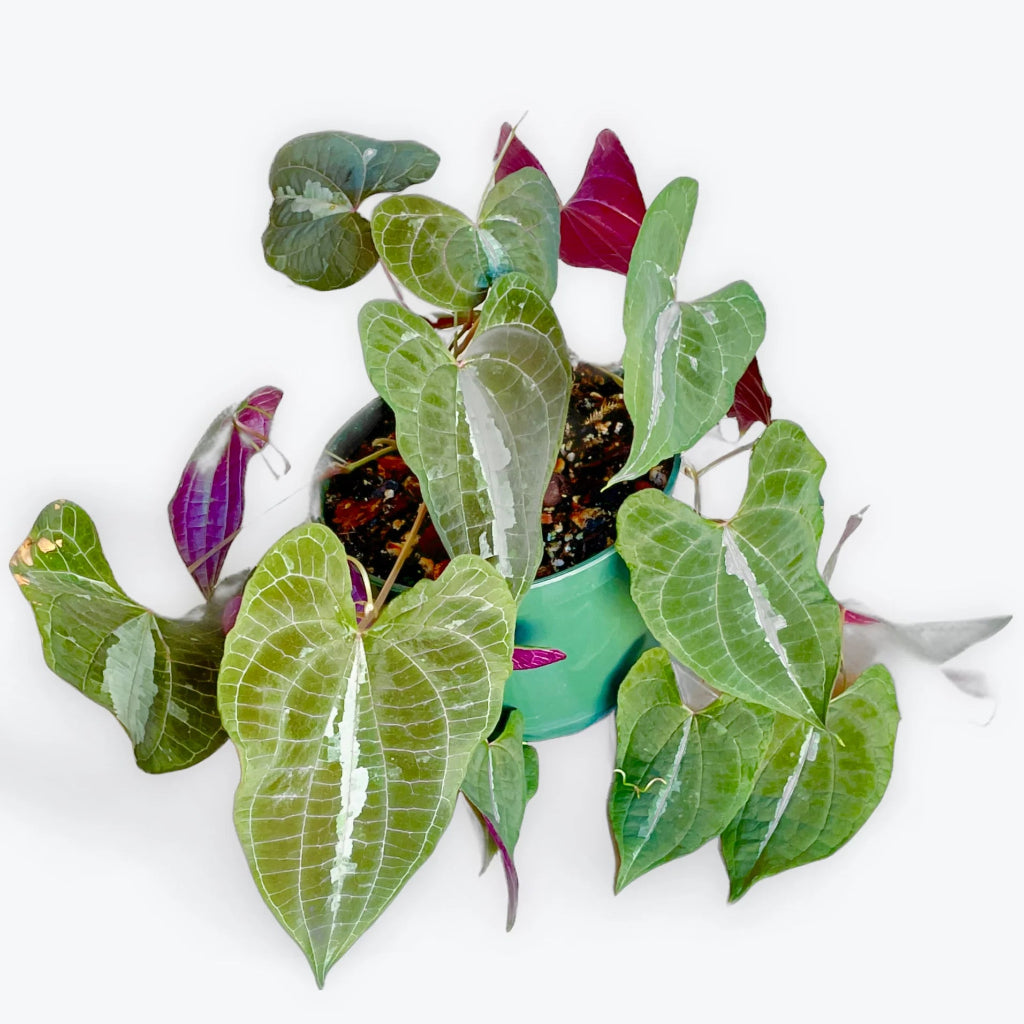 Dioscorea discolor - 6"