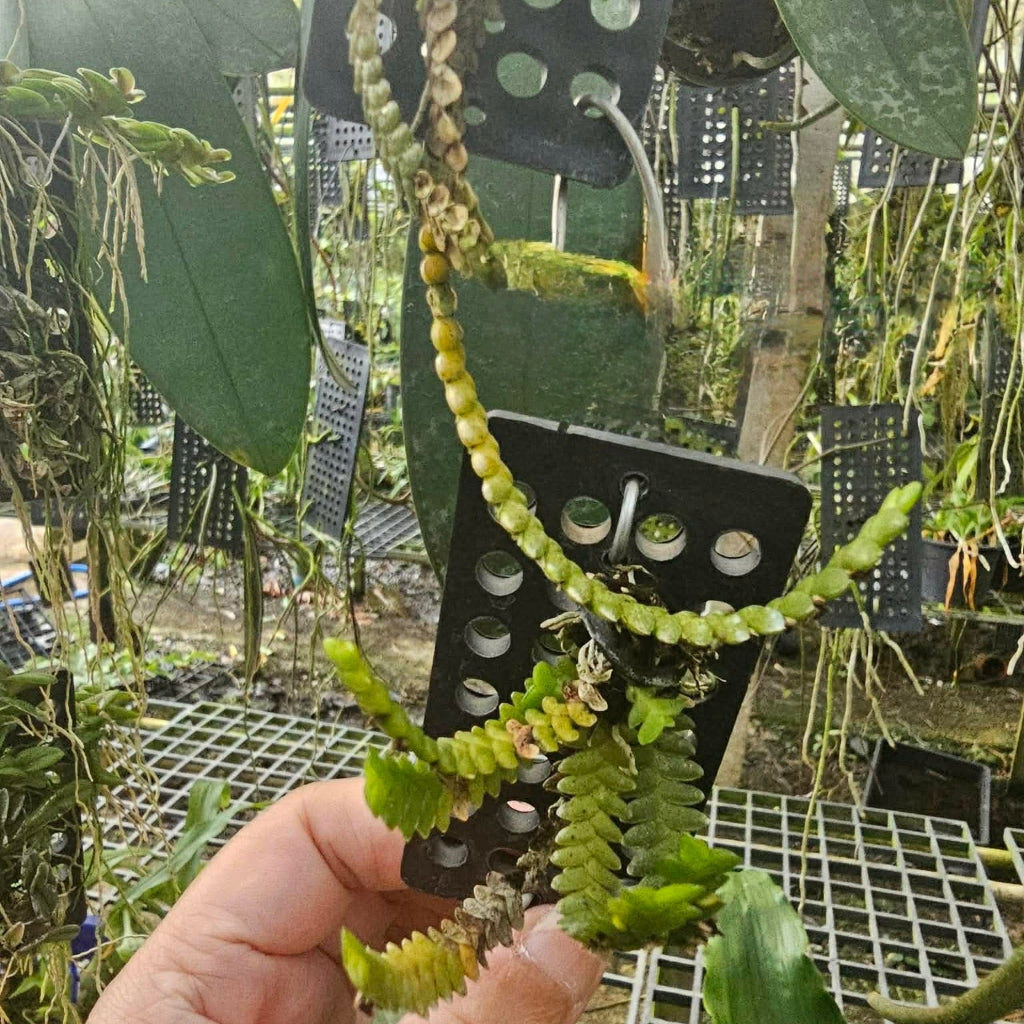 Microsaccus griffithii