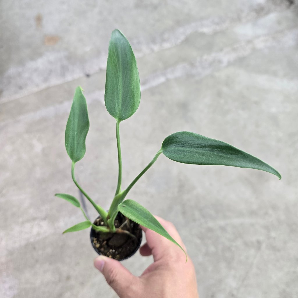 Monstera Burle Marx Flame - 2"