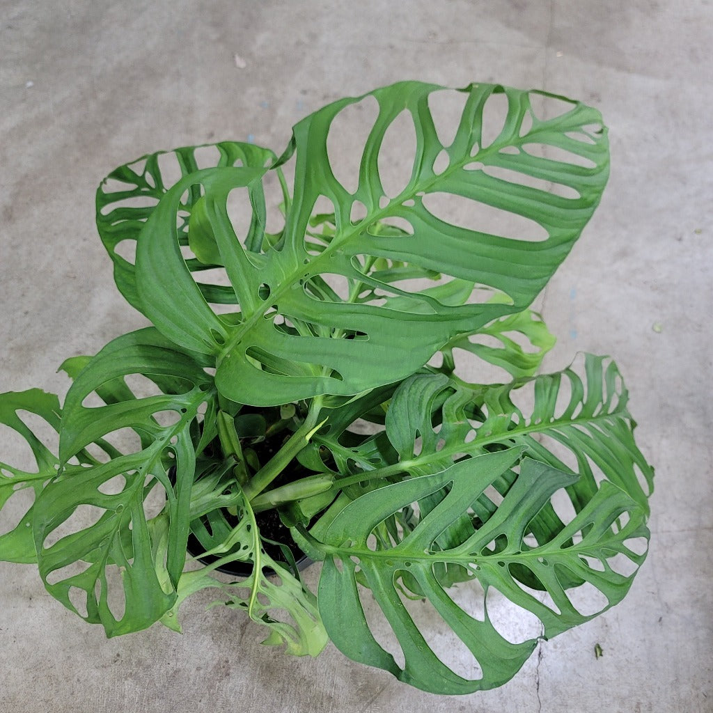 Monstera Esqueleto - 6"