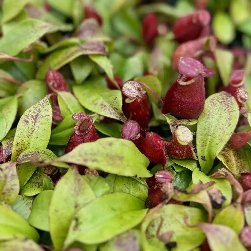 Nepenthes ventricosa x ampullaria 'Black Miracle' - 2"