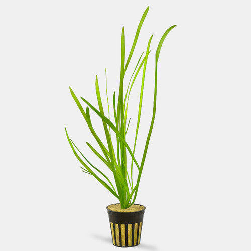 Italian Vallisneria - bunch