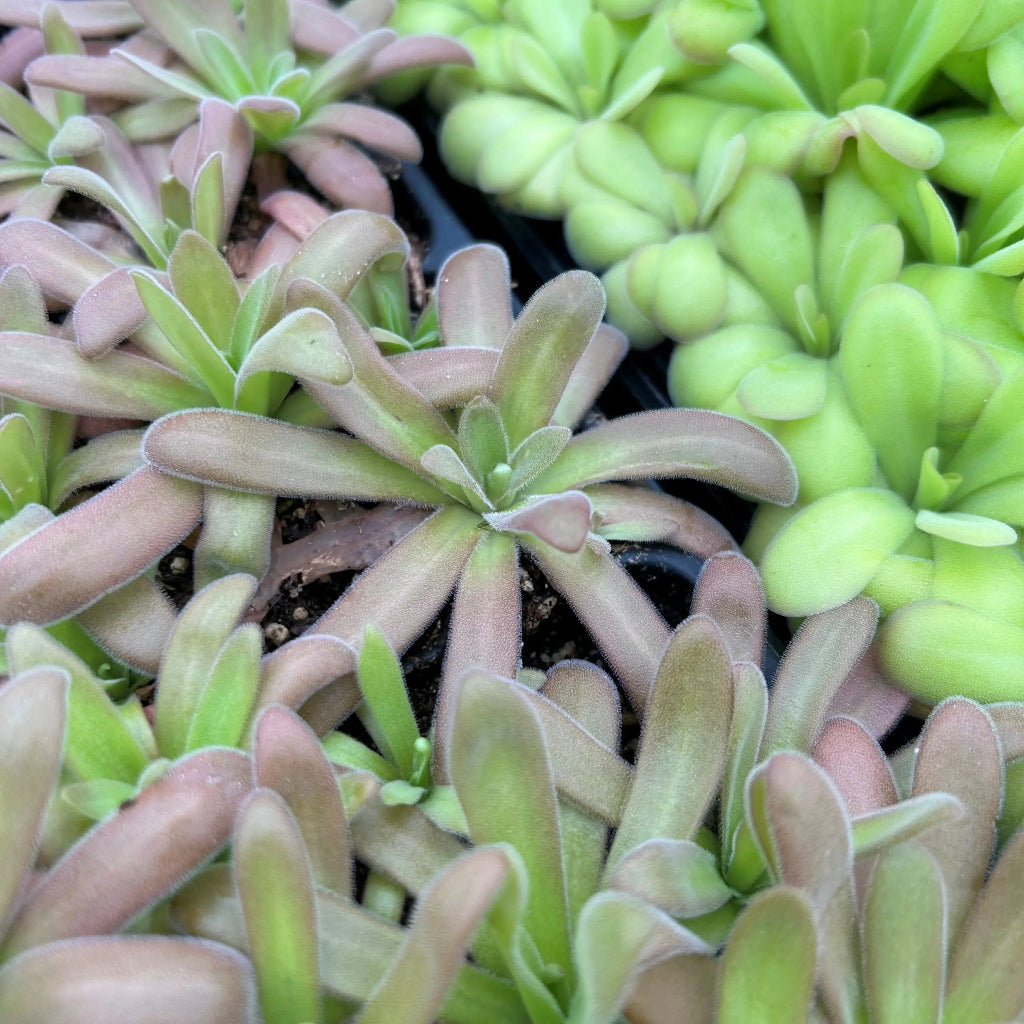 Pinguicula agnata x gypsicola - 3.5"