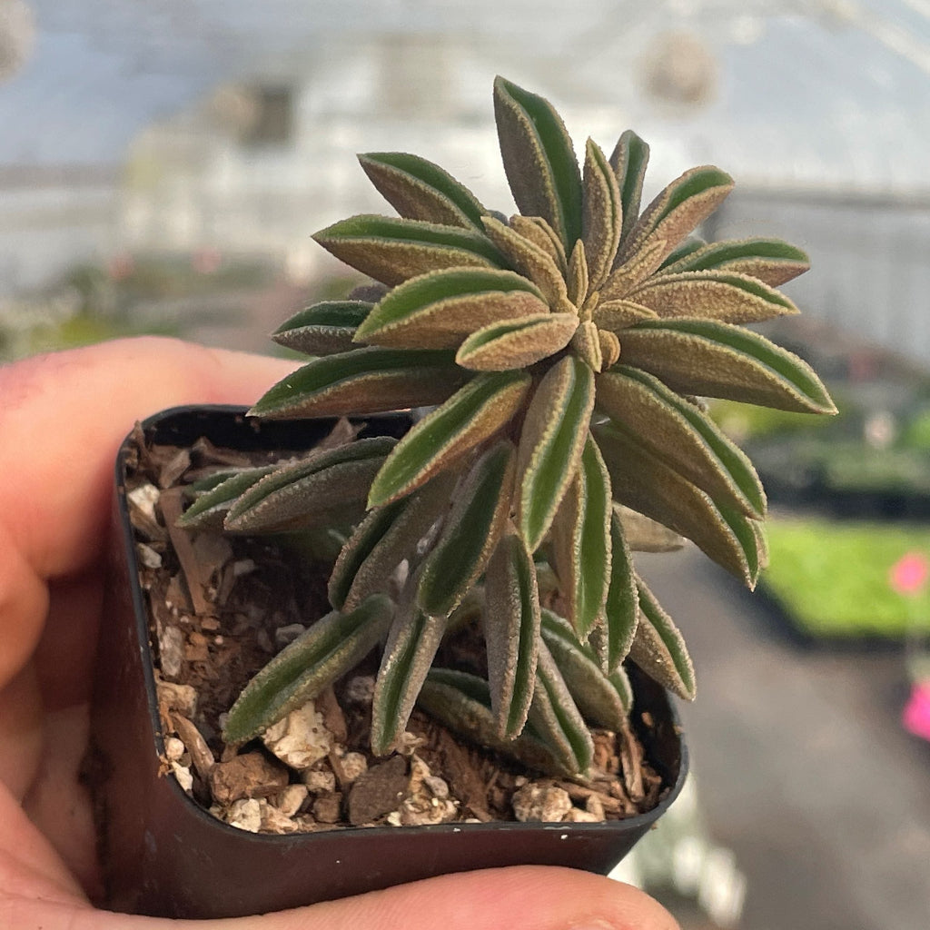 Peperomia asperula - 2"