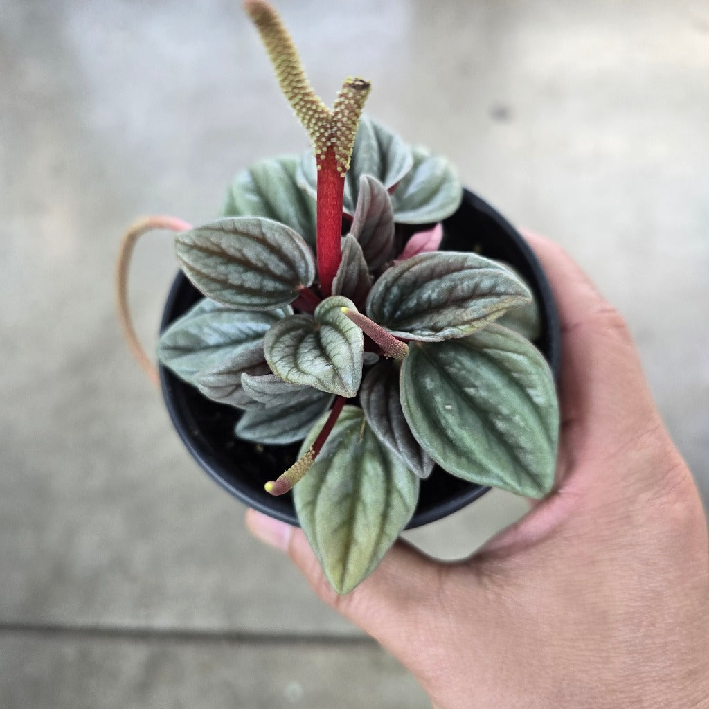 Peperomia 'Santorini' - 4"