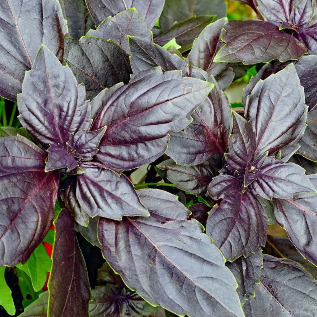 Herb -Basil Purple Ruffles - 3.5"