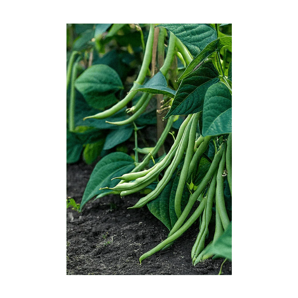 Seed - Green Beans