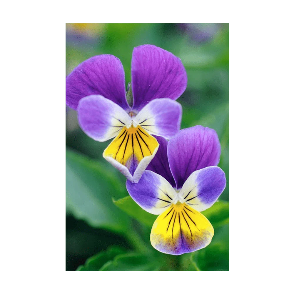 Seed - Pansy