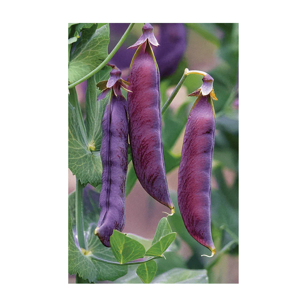 Seed - Purple Peas