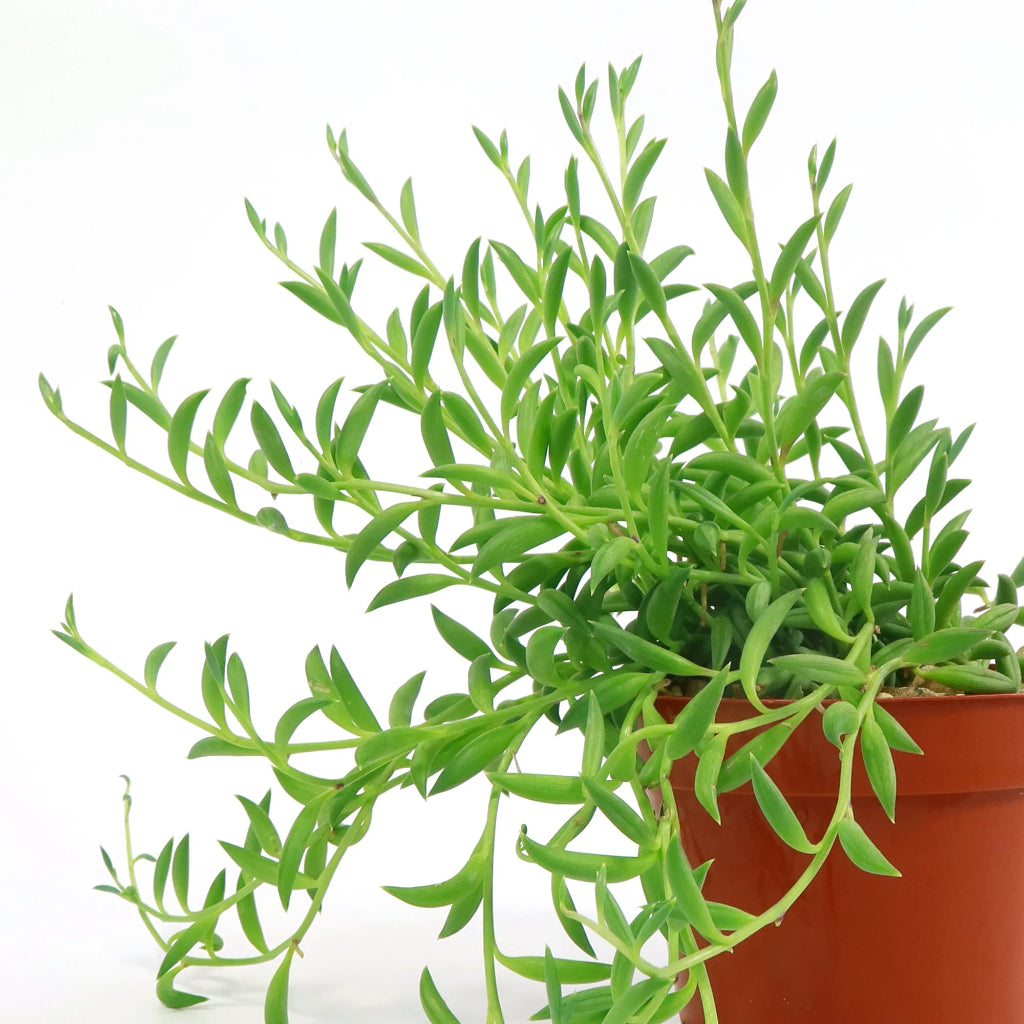 String of Bananas - 8" HB